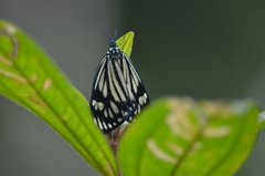 Cyclosia latipennis
