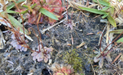 Stylidium tenerum