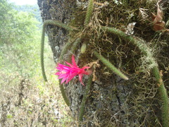Aporocactus flagelliformis