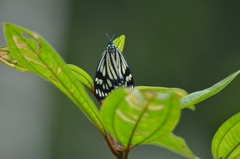 Cyclosia latipennis