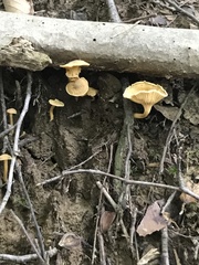 Parvocantharellus