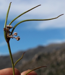 Centella restioides
