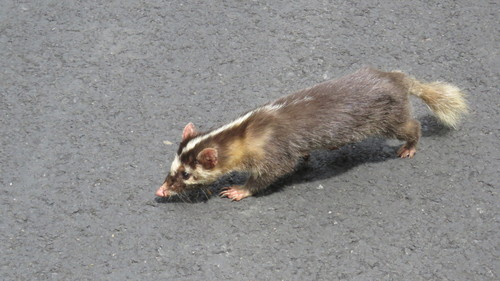 Formosan Ferret-badger