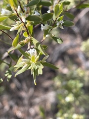 Styphelia mutica