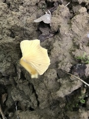 Parvocantharellus