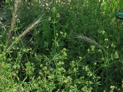 Galium parisiense
