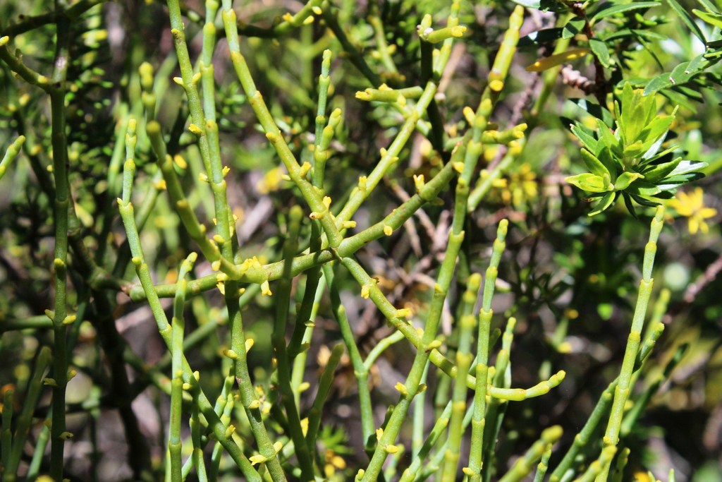 Hooley Mistletoe