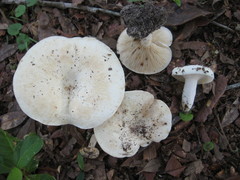 Lactifluus glaucescens