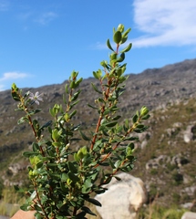 Agathosma crenulata