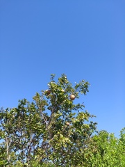 Lecythis marcgraaviana