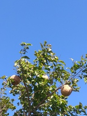 Lecythis marcgraaviana