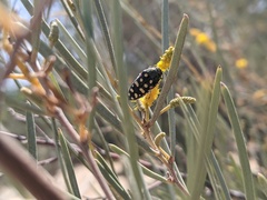 Acmaeodera gibbula
