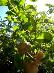 Lecythis marcgraaviana