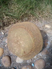 Lecythis marcgraaviana