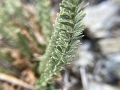 Ivesia gordonii