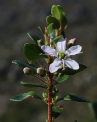 Agathosma crenulata