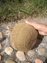 Lecythis marcgraaviana