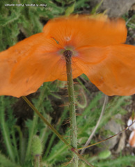 Papaver aculeatum