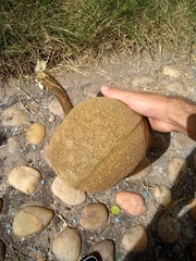 Lecythis marcgraaviana