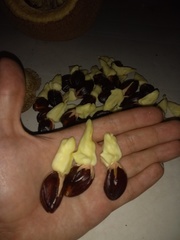 Lecythis marcgraaviana