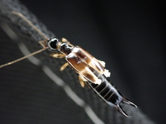 Euborellia cincticollis