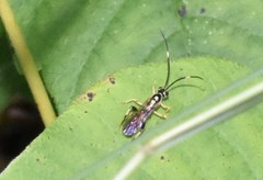 Cratichneumon paratus