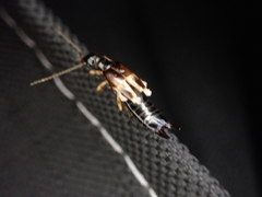 Euborellia cincticollis