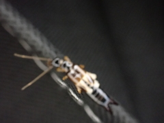 Euborellia cincticollis