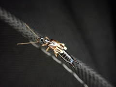 Euborellia cincticollis