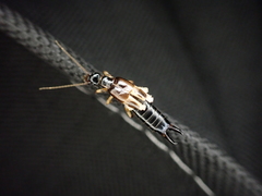 Euborellia cincticollis