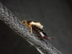 Euborellia cincticollis