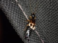 Euborellia cincticollis