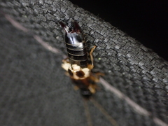 Euborellia cincticollis