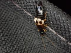 Euborellia cincticollis