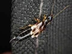 Euborellia cincticollis