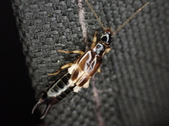 Euborellia cincticollis