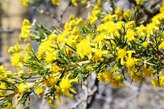 Euryops subcarnosus vulgaris