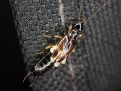 Euborellia cincticollis