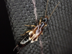 Euborellia cincticollis