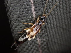 Euborellia cincticollis