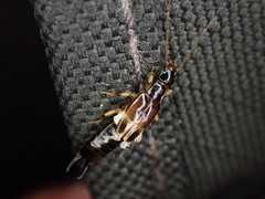 Euborellia cincticollis