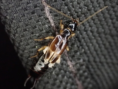 Euborellia cincticollis