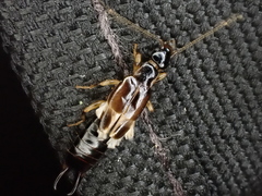 Euborellia cincticollis