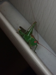 Orchelimum silvaticum