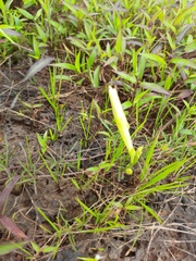 Ipomoea diversifolia
