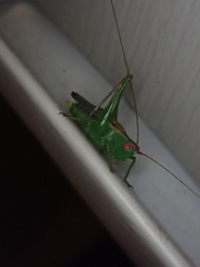 Orchelimum silvaticum