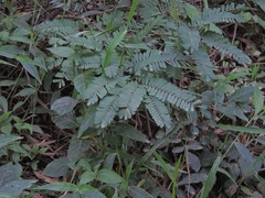 Machaerium hirtum