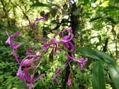Epidendrum amplum