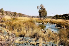 Pseudoschoenus inanis