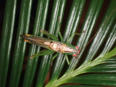 Orchelimum silvaticum